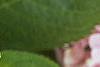 Hydrangea macrophylla, leaves