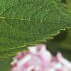 Hydrangea macrophylla, leaves