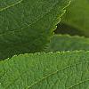 Hydrangea macrophylla, leaves