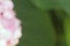 Hydrangea macrophylla, leaves
