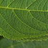 Hydrangea macrophylla, leaves