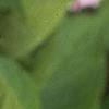 Hydrangea macrophylla, leaves