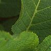 Hydrangea macrophylla, leaves