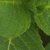 Hydrangea macrophylla, leaves