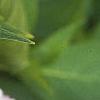 Hydrangea macrophylla, leaves