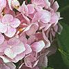 Hydrangea macrophylla, flowers