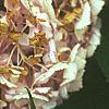 Hydrangea macrophylla, flowers