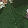 Hydrangea macrophylla, flowers
