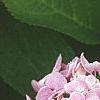 Hydrangea macrophylla, flowers