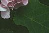 Hydrangea macrophylla, flowers