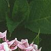 Hydrangea macrophylla, flowers