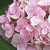 Hydrangea macrophylla, flowers