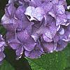 Hydrangea macrophylla, flowers
