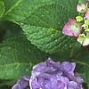 Hydrangea macrophylla, flowers