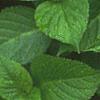 Hydrangea macrophylla, flowers