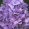 Hydrangea macrophylla, flowers