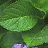 Hydrangea macrophylla, flowers