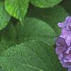 Hydrangea macrophylla, flowers