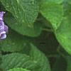 Hydrangea macrophylla, flowers