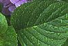 Hydrangea macrophylla, flowers