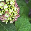 Hydrangea macrophylla, flowers