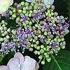 Hydrangea macrophylla 'Blue Billow', flowers