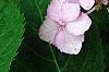 Hydrangea macrophylla 'Blue Billow', flowers