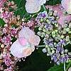 Hydrangea macrophylla 'Blue Billow', flowers