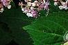 Hydrangea macrophylla 'Blue Billow', flowers