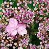 Hydrangea macrophylla 'Blue Billow', flowers