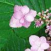 Hydrangea macrophylla 'Blue Billow', flowers