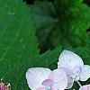 Hydrangea macrophylla 'Blue Billow', flowers