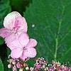 Hydrangea macrophylla 'Blue Billow', flowers