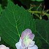 Hydrangea macrophylla 'Blue Billow', flowers