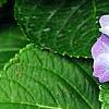 Hydrangea macrophylla 'Blue Danube', flowers