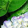 Hydrangea macrophylla 'Blue Danube', flowers