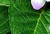 Hydrangea macrophylla 'Blue Danube', flowers
