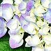 Hydrangea macrophylla 'Blue Danube', flowers