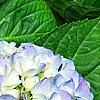 Hydrangea macrophylla 'Blue Danube', flowers