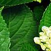 Hydrangea macrophylla 'Blue Danube', flowers