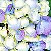 Hydrangea macrophylla 'Blue Danube', flowers