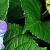 Hydrangea macrophylla 'Blue Danube', flowers