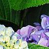 Hydrangea macrophylla 'Blue Danube', flowers