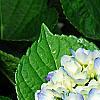 Hydrangea macrophylla 'Blue Danube', flowers
