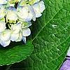 Hydrangea macrophylla 'Blue Danube', flowers