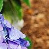 Hydrangea macrophylla 'Blue Danube', flowers