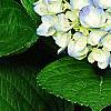 Hydrangea macrophylla 'Blue Danube', flowers