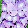 Hydrangea macrophylla 'Blue Danube', flowers