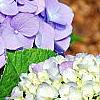 Hydrangea macrophylla 'Blue Danube', flowers