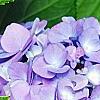 Hydrangea macrophylla 'Blue Danube', flowers